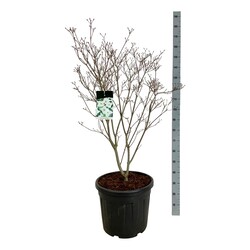 Sedula japoninė (Lot Cornus kousa) 'Milky Way' C55 100-125CM EXTRA