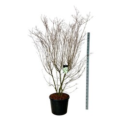 Sedula japoninė (Lot Cornus kousa) 'Milky Way' C90 200-225CM EXTRA - nuotrauka 1
