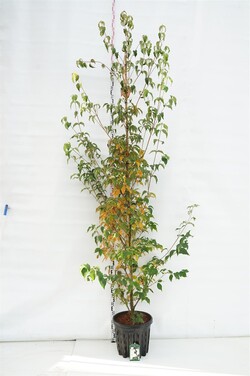 Sedula japoninė (Lot Cornus kousa) 'Milky Way' C35 KOTO APIMTIS 6-8 CM | SEDULOS | VAISMEDŽIAI - VAISKRŪMIAI