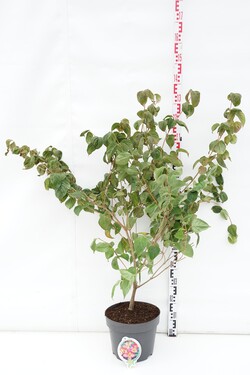 Sedula japoninė (Lot Cornus kousa) 'Satomi' C10 80-100 CM | SEDULOS | VAISMEDŽIAI - VAISKRŪMIAI