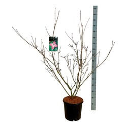 Sedula japoninė (Lot Cornus kousa) 'Satomi' C15 100-125 CM - nuotrauka 1