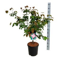 Sedula japoninė (Lot Cornus kousa) 'Satomi' C15 100-125 CM - nuotrauka 2