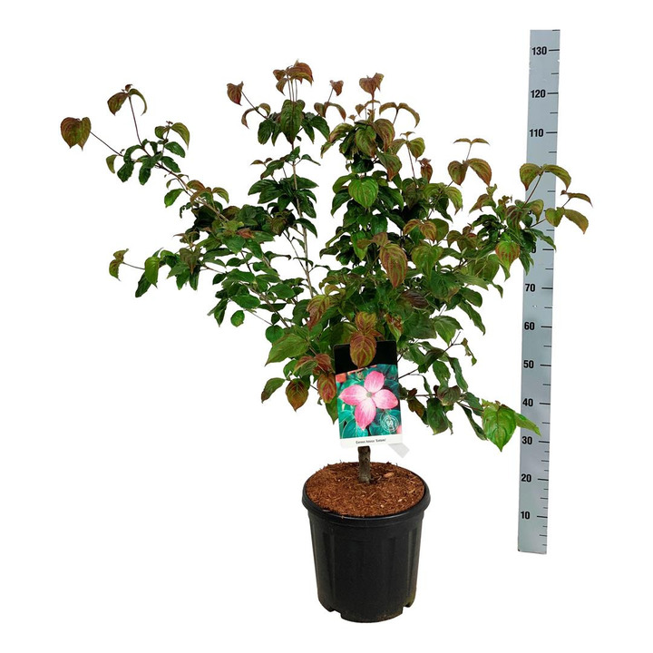 Sedula japoninė (Lot Cornus kousa) 'Satomi' C15 100-125 CM
