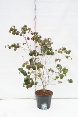 Sedula japoninė (Lot Cornus kousa) 'Satomi' C30 125-150CM EXTRA - nuotrauka 1