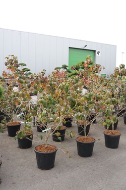 Sedula japoninė (Lot Cornus kousa) 'Satomi' C30 125-150CM EXTRA - nuotrauka 2