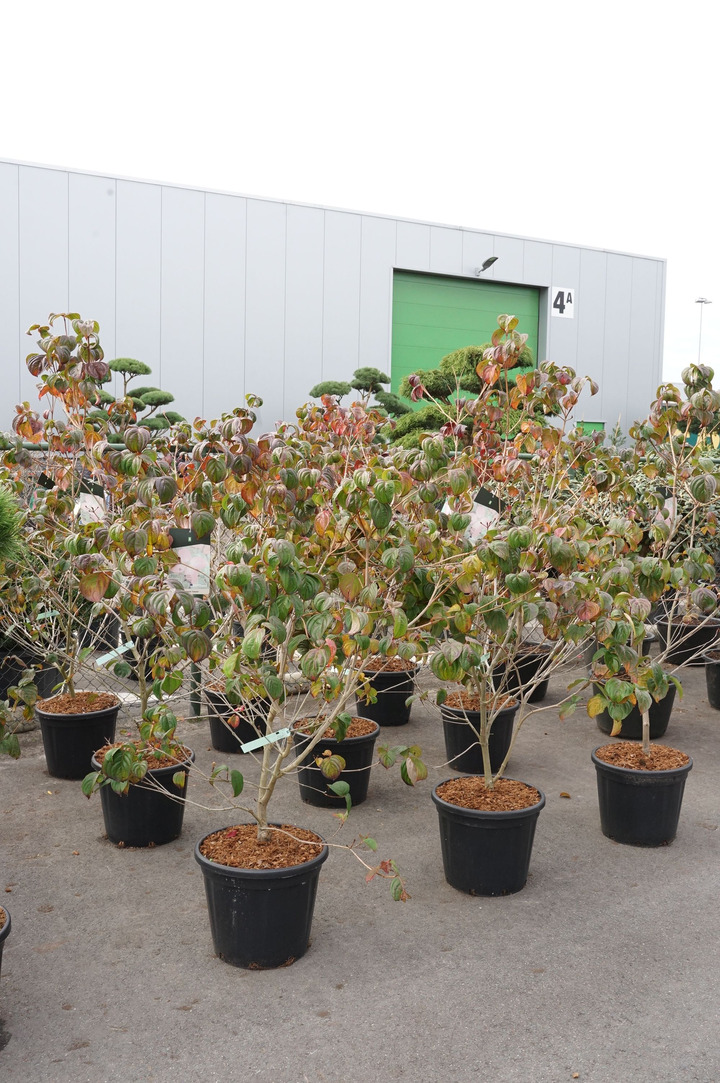 Sedula japoninė (Lot Cornus kousa) 'Satomi' C30 125-150CM EXTRA