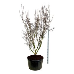 Sedula japoninė (Lot Cornus kousa) 'Schmetterling' C285 225-250 CM SOL | SEDULOS | VAISMEDŽIAI - VAISKRŪMIAI