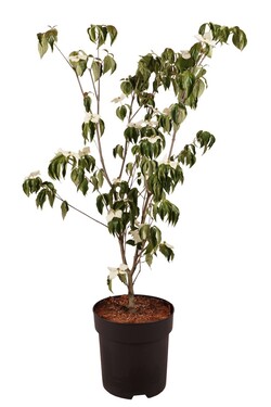 Sedula japoninė (Lot Cornus kousa) 'Teutonia' C18 100-125 CM