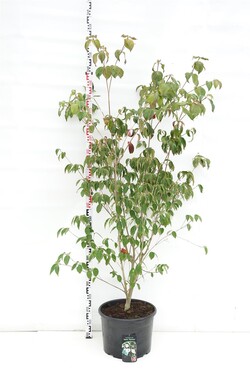 Sedula japoninė (Lot Cornus kousa) 'Teutonia' C35 125-150 CM