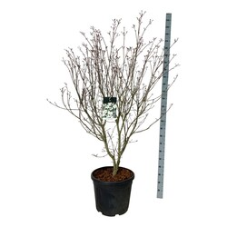 Sedula japoninė (Lot Cornus kousa) 'Teutonia' C55 150-175CM EXTRA - nuotrauka 1