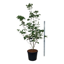 Sedula japoninė (Lot Cornus kousa) 'Venus' C90 200-225CM EXTRA | SEDULOS | VAISMEDŽIAI - VAISKRŪMIAI