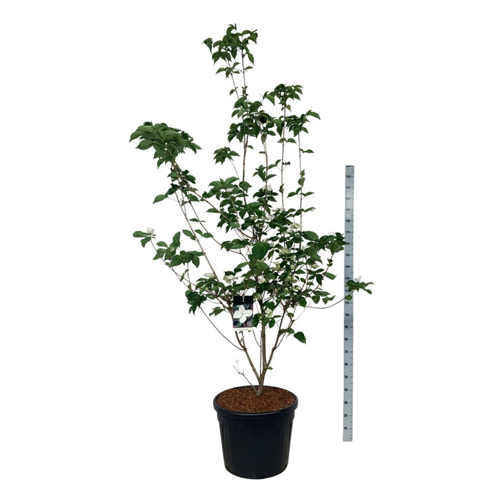 Sedula japoninė (Lot Cornus kousa) 'Venus' C90 200-225CM EXTRA | SEDULOS | VAISMEDŽIAI - VAISKRŪMIAI