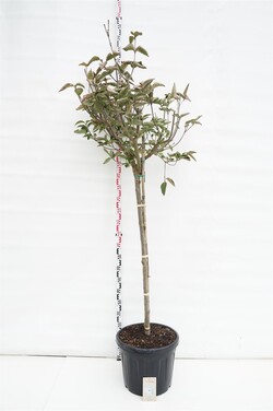 Sedula japoninė (Lot Cornus kousa) 'Venus' 130 CM STEM C50