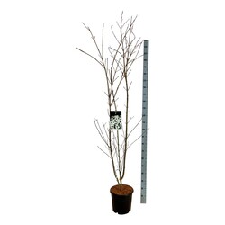 Sedula japoninė (Lot Cornus kousa) 'Weisse Fontaine' C15 150-175 CM - nuotrauka 1