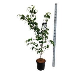 Sedula japoninė (Lot Cornus kousa) 'Weisse Fontaine' C15 150-175 CM - nuotrauka 2