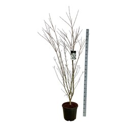 Sedula japoninė (Lot Cornus kousa) 'Weisse Fontaine' C30 150-175CM EXTRA - nuotrauka 1