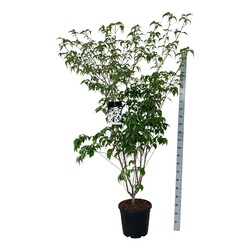 Sedula japoninė (Lot Cornus kousa) 'Weisse Fontaine' C30 150-175CM EXTRA - nuotrauka 2