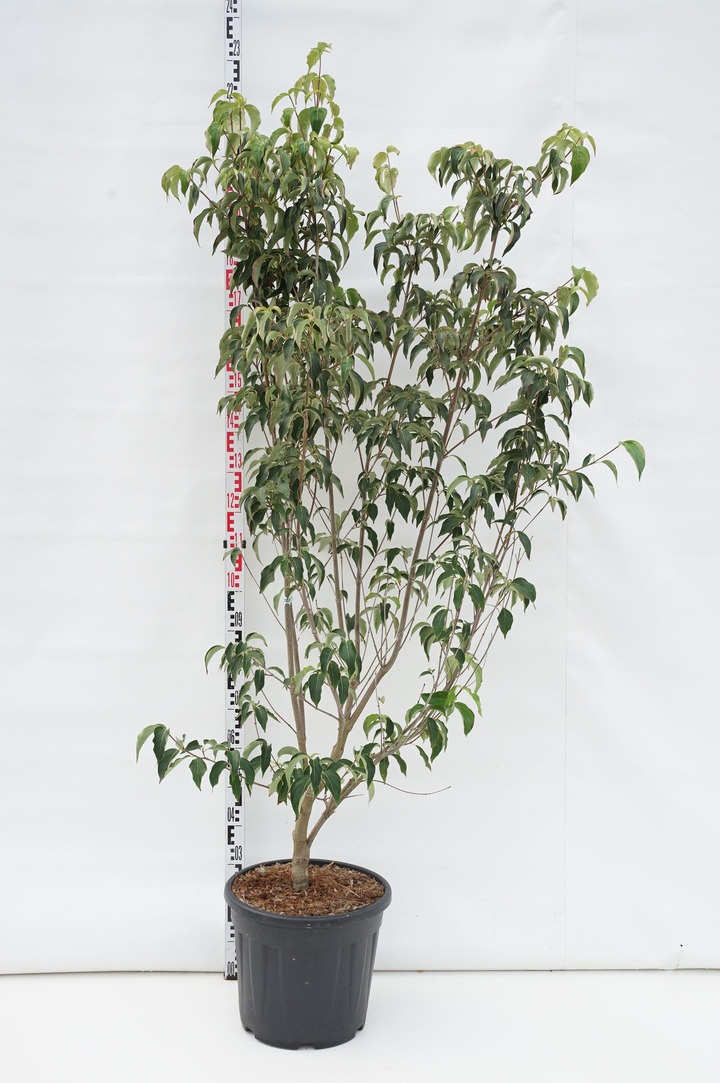 Sedula japoninė (Lot Cornus kousa) 'Weisse Fontaine' C30 175-200CM EXTRA