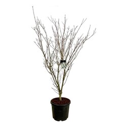Sedula japoninė (Lot Cornus kousa) 'Weisse Fontaine' C55 175-200CM EXTRA - nuotrauka 1