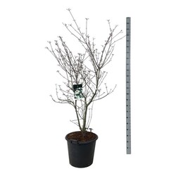 Sedula japoninė (Lot Cornus kousa) 'Wieting's Select' C55 150-175CM EXTRA - nuotrauka 1