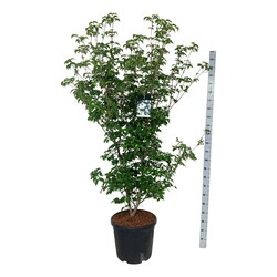 Sedula japoninė (Lot Cornus kousa) 'Wieting's Select' C55 150-175CM EXTRA - nuotrauka 2