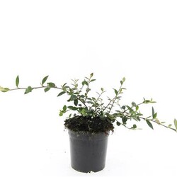 Kaulenis vėlyvasis (Lot Cotoneaster lacteus)  C1,5/P15