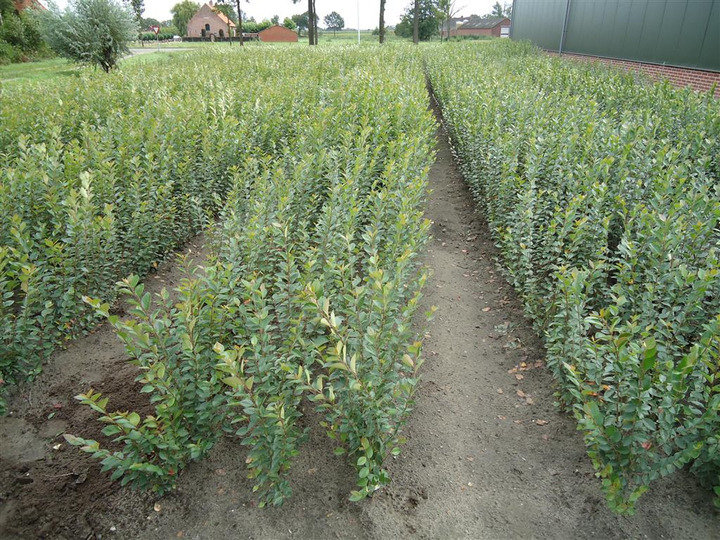 Kaulenis žvilgantysis (Lot Cotoneaster lucidus)  1+0 15-30 CM