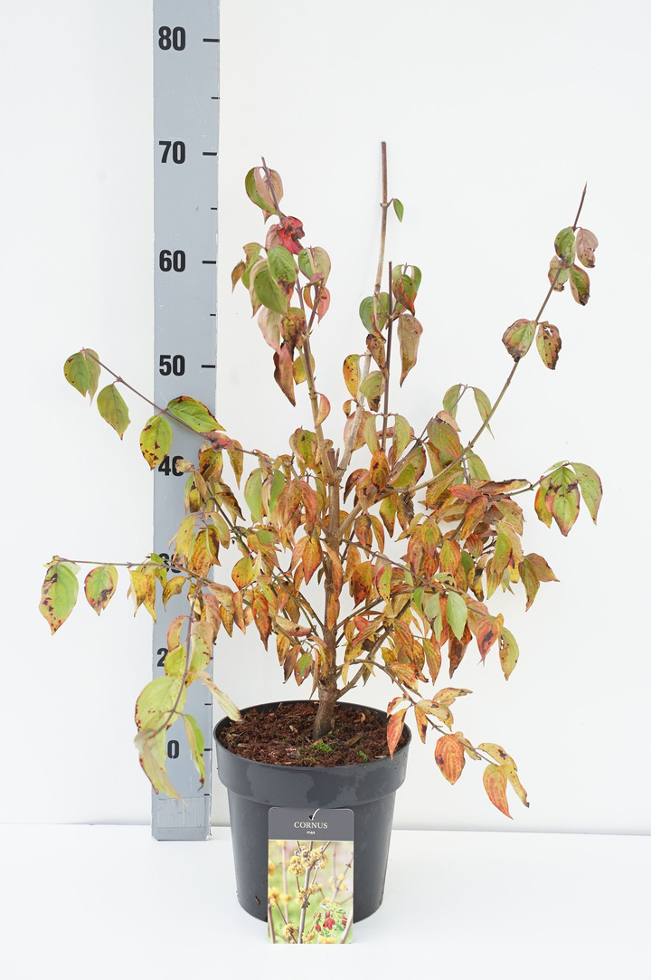 Sedula geltonžiedė (Lot Cornus mas)  C3/P19 40-50 CM