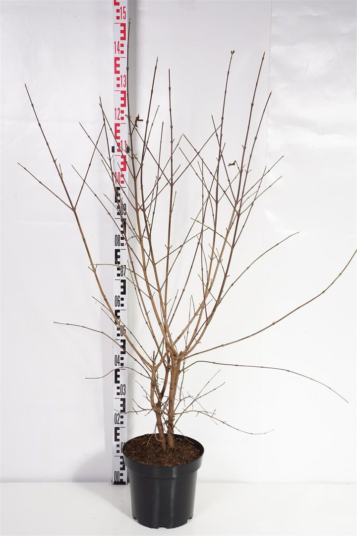 Sedula geltonžiedė (Lot Cornus mas) C7,5/P26 100-125 CM | SEDULOS | VAISMEDŽIAI - VAISKRŪMIAI