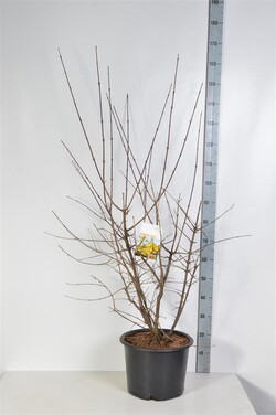Sedula geltonžiedė (Lot Cornus mas)  C20 125-150 CM