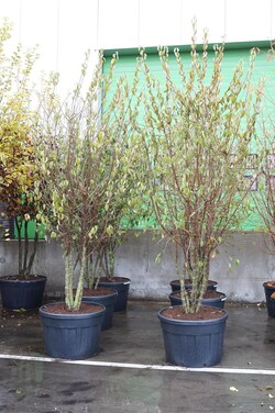 Sedula geltonžiedė (Lot Cornus mas) C230 300-350 CM DAUGEKAMIENIS - nuotrauka 2