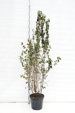 Sedula geltonžiedė (Lot Cornus mas)  C35 200-225 CM