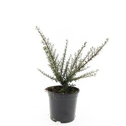 Kaulenis micr. (Lot Cotoneaster micr.) 'Tanja' C1,5/P15 | KAULENIAI | KRŪMAI