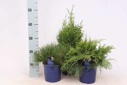 Spygliuočių MIX (Lot Conifers in)  C1,5/P15 20-25 CM uniperus, Picea, Pinus, Taxus & Thuja