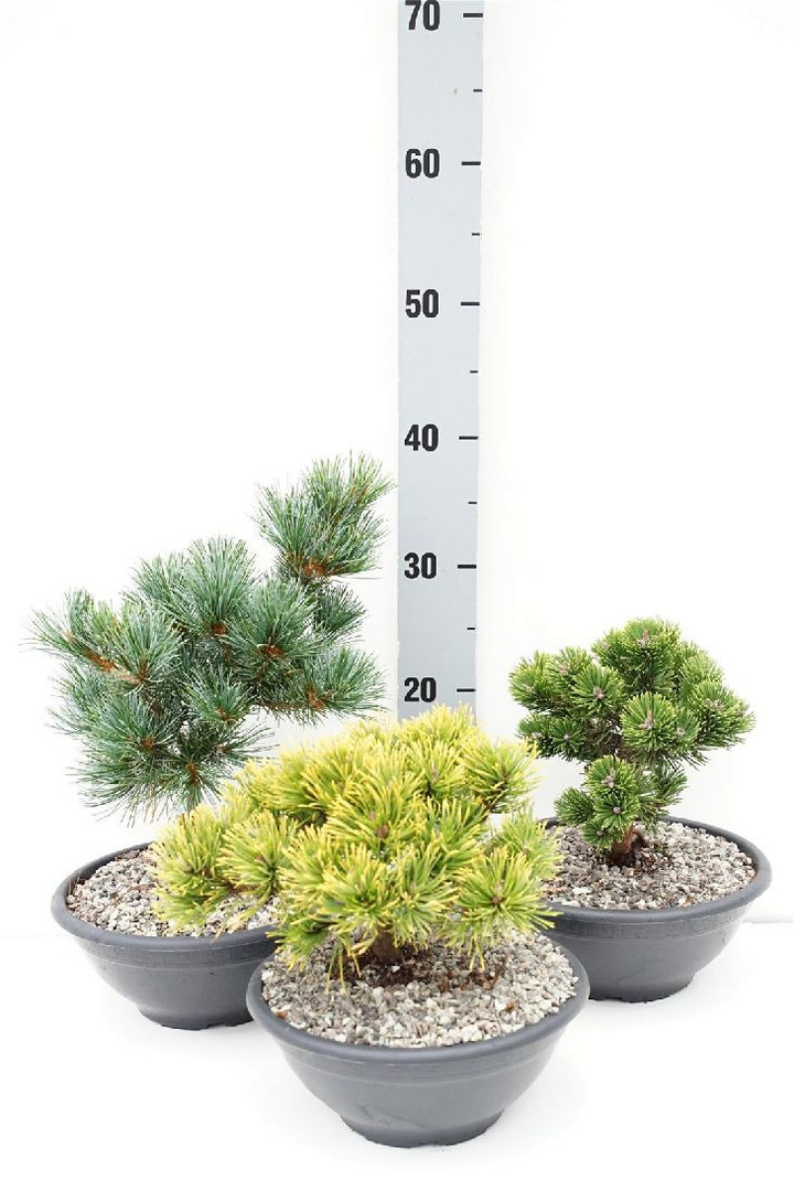 Spygliuočių MIX (Lot Conifers in)   C2/P17 B.CONT. GREY Nana Gracilis', 'Ginkgo bil. 'Mariken', Pinus mugo pumilio & Pinus mugo 