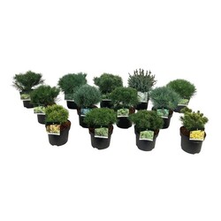 Spygliuočių MIX (Lot Conifers in)  MIX C5/P23 25-30 CM