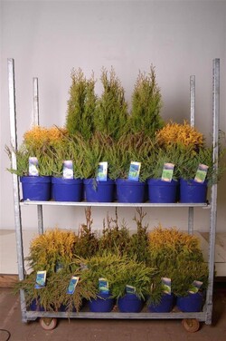Spygliuočių MIX (Lot Conifers in)  MIX C5/P23 30-40 CM
