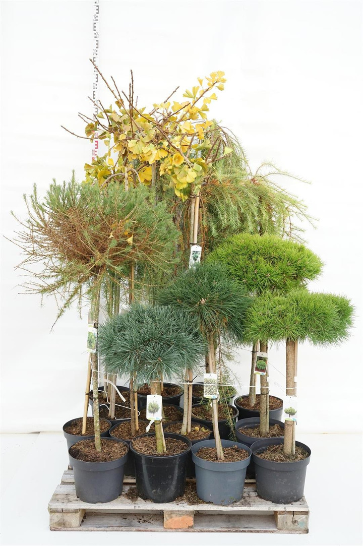 Spygliuočių MIX (Lot Conifers in)  C7,5/P26, C10 & C15  Ginkgo, Larix & Pinus 40, 60, 80, 120 & 150 CM STEM C7,5/P26, C10 & C15