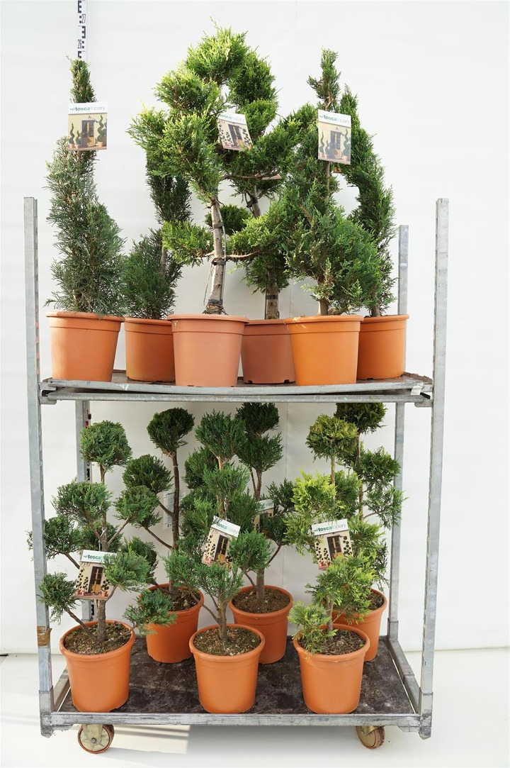 Spygliuočių MIX (Lot Conifers in)  MIX FORMUOTU C9 3X5 POMPON / 2X5 SPIRAL / 3X BONSAI