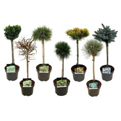 Spygliuočių MIX (Lot Conifers in)  MIX C5/P23 STIEBAS 40 CM