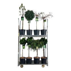 Spygliuočių MIX (Lot Conifers in)   C15 STIEBAS 60 CM