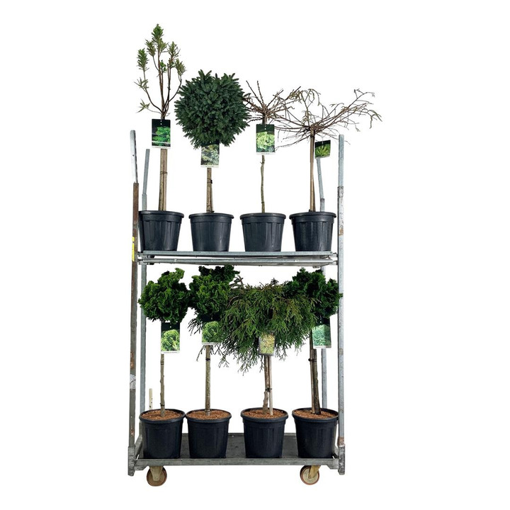 Spygliuočių MIX (Lot Conifers in)   C15 STIEBAS 60 CM