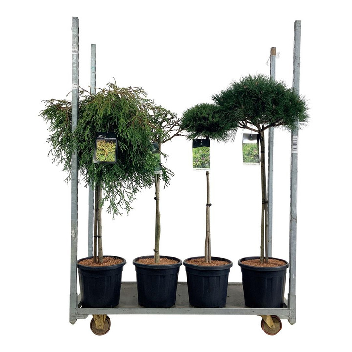 Spygliuočių MIX (Lot Conifers in)  3x Ginkgo, 2x3 Pinus & 1x3 Thuja C15 STIEBAS 80 CM