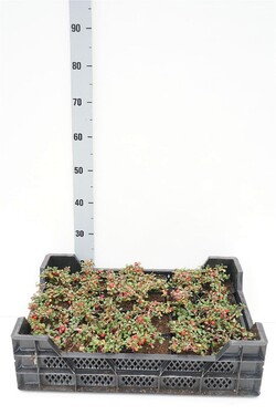 Kaulenis (Lot Cotoneaster pr.) 'Frieders Evergreen' P9 JAUNI AUGALAI
