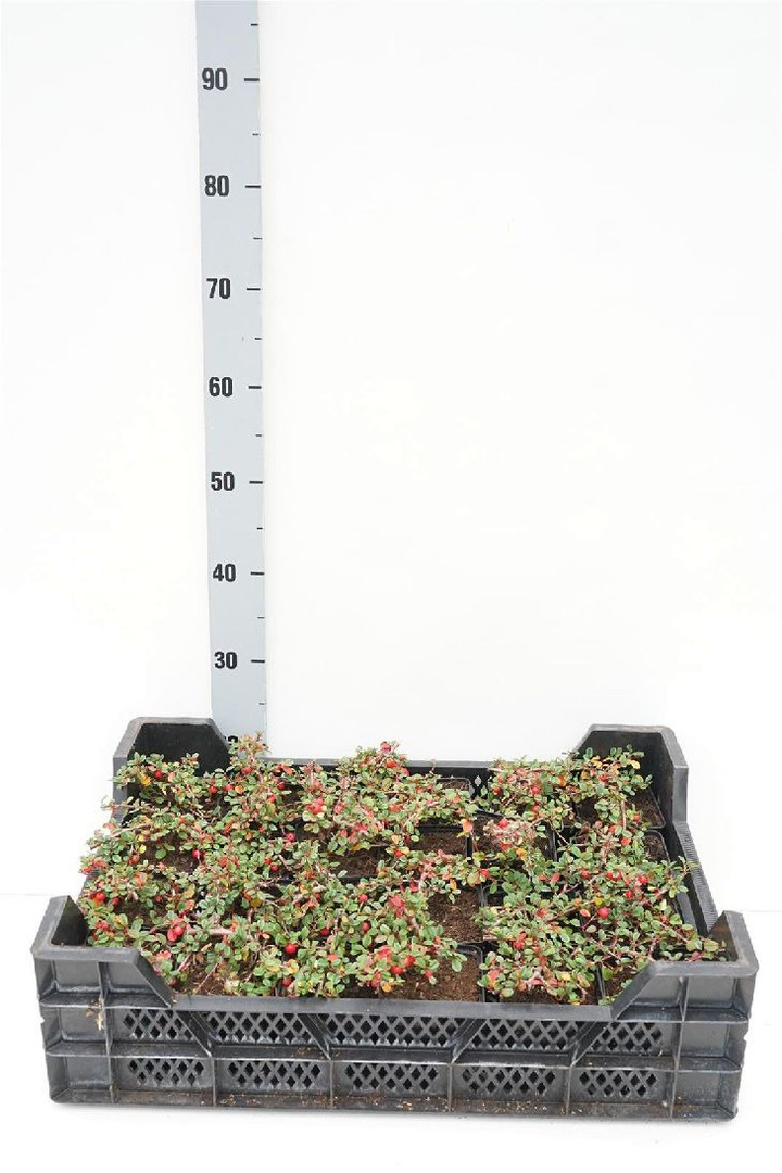 Kaulenis (Lot Cotoneaster pr.) 'Frieders Evergreen' P9 JAUNI AUGALAI