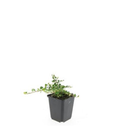 Kaulenis (Lot Cotoneaster pr.) 'Queen of Carpets' P9 | KAULENIAI | KRŪMAI