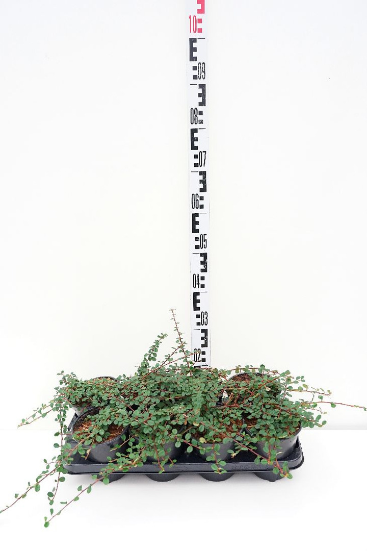 Kaulenis (Lot Cotoneaster pr.) 'Queen of Carpets' C1/P13