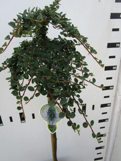 Kaulenis (Lot Cotoneaster pr.) 'Queen of Carpets' C4/P21 STIEBAS 60 CM