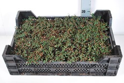 Kaulenis (Lot Cotoneaster pr.) 'Streib's Findling' P9 | KAULENIAI | KRŪMAI