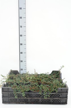 Kaulenis (Lot Cotoneaster pr.) 'Streib's Findling' C1/P13